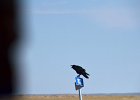 Raaf (Corvus corax) - onderweg naar Tsagaan Suvarga 23-08-2016